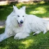 Fully White German Shepherd Diamond Painting