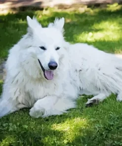 Fully White German Shepherd Diamond Painting