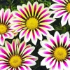 Gazania White Flowers Art Diamond Painting