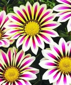 Gazania White Flowers Art Diamond Painting