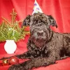 Giant Schnauzer Dog Diamond Painting