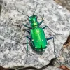 Green June Beetle Diamond Painting