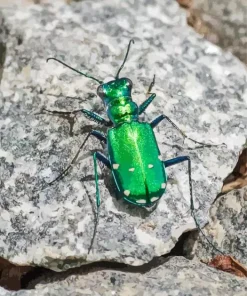 Green June Beetle Diamond Painting