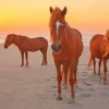 Horses in The Beach Diamond Painting