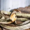 King Cobra Snake Diamond Painting