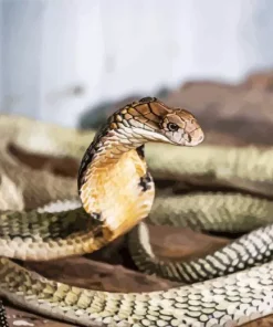King Cobra Snake Diamond Painting