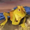 King Frog Diamond Painting