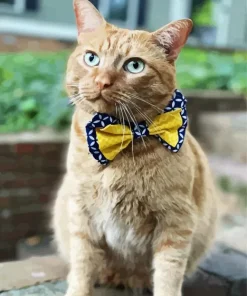Kitten With Bowtie Diamond Painting