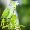 Lilacine Amazon Bird Diamond Painting