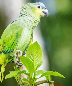 Lilacine Amazon Bird Diamond Painting