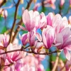 Magnolia Tree Diamond Painting