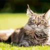Maine Coon Cat Diamond Painting