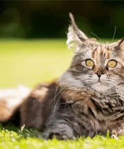Maine Coon Cat Diamond Painting