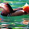 Mandarin Duck Diamond Painting