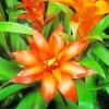 Orange Bromeliad Plant Diamond Painting