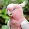 Pink Cockatoo Bird Diamond Painting