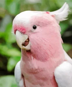 Pink Cockatoo Bird Diamond Painting