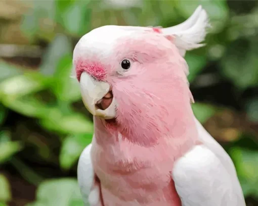 Pink Cockatoo Bird Diamond Painting