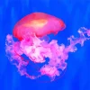 Pink Jellyfish Diamond Painting