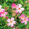Pink Mandevilla Flowers Diamond Painting