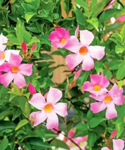 Pink Mandevilla Flowers Diamond Painting
