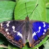 Purple Emperor Butterfly Diamond Painting