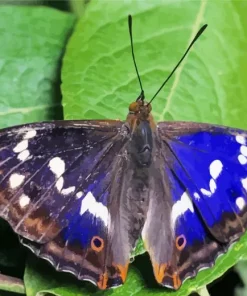 Purple Emperor Butterfly Diamond Painting