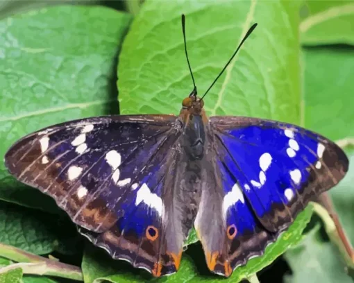 Purple Emperor Butterfly Diamond Painting