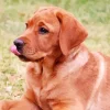 Red Fox Labrador Diamond Painting