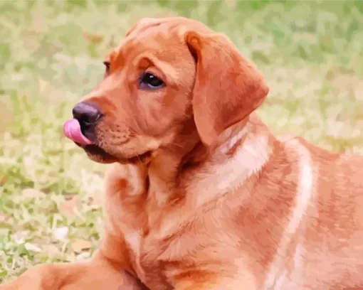 Red Fox Labrador Diamond Painting