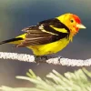 Western Tanager Bird Diamond Painting