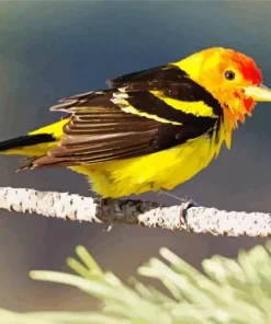 Western Tanager Bird Diamond Painting