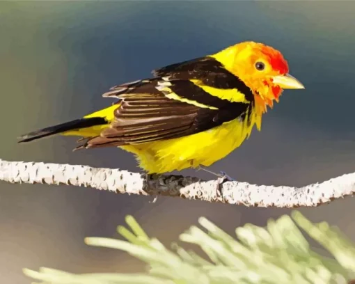 Western Tanager Bird Diamond Painting