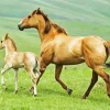 Baby And Mama Horse Diamond Painting
