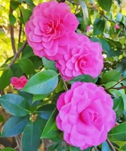 Blooming Pink Camellia Flowers Diamond Painting