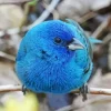 Canary Blue Bird Diamond Painting
