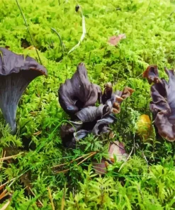 Craterellus Cornucopioides Diamond Painting