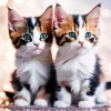 Cute Calico Kittens Diamond Painting