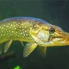 Northern Pike Fish Diamond Painting