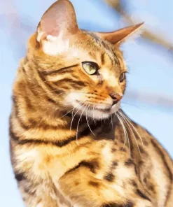 Bengal Cat Diamond Painting