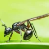 Black Ant Insect Diamond Painting