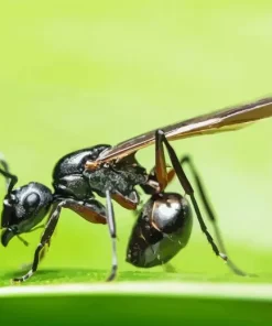 Black Ant Insect Diamond Painting