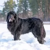 Black Newfoundland Diamond Painting