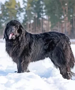 Black Newfoundland Diamond Painting