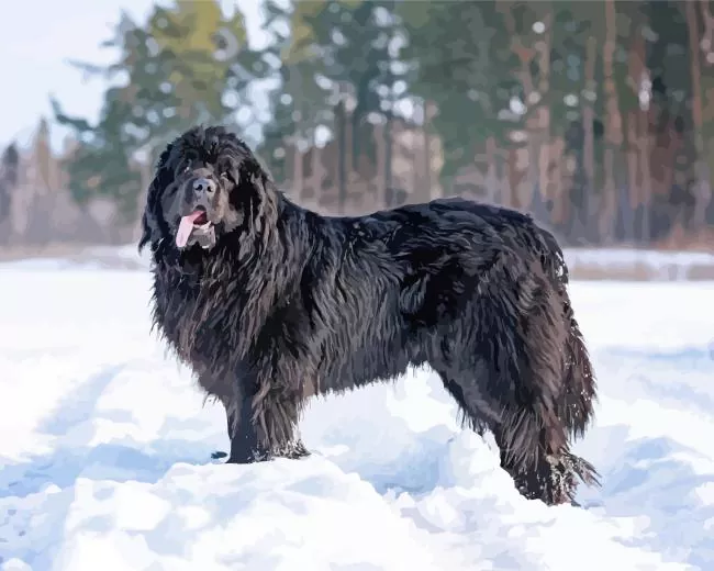 black newfoundland Diamond Paintings Black Newfoundland Diamond Painting