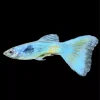 Blue Moscow Guppy Diamond Painting