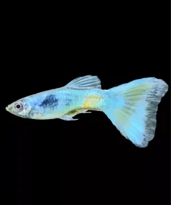 Blue Moscow Guppy Diamond Painting