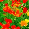 California Poppy Red Chief Diamond Painting