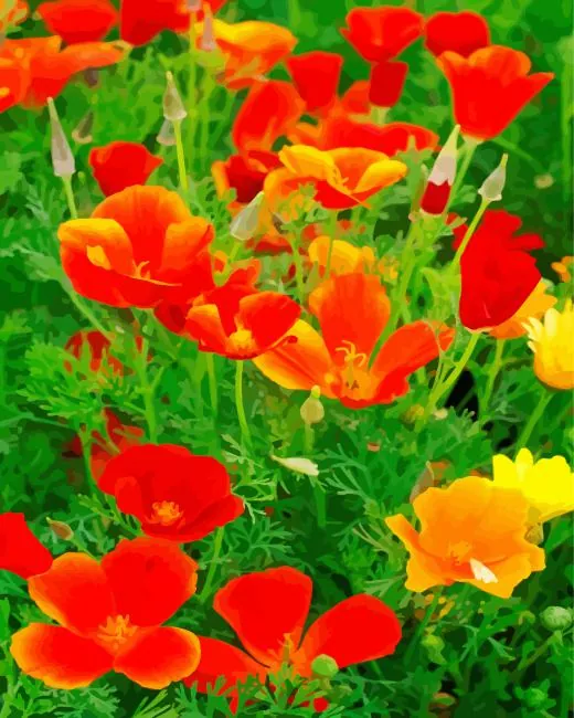 california poppy red chief Diamond Paintings California Poppy Red Chief Diamond Painting