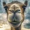 Camel Face Diamond Painting